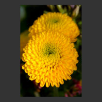 Yellow Button Flowers Poster posters by dduhaime55 Yellow Button Flowers Poster posters