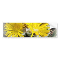 Yellow Cactus Blooming Flowers Bumper Sticker