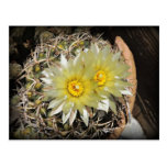 Yellow Cactus Blooms Post Card
