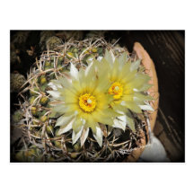 Yellow Cactus Blooms Post Card