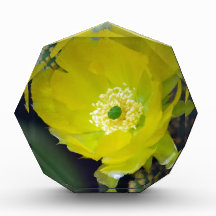 Yellow cactus flower and meaning acrylic award