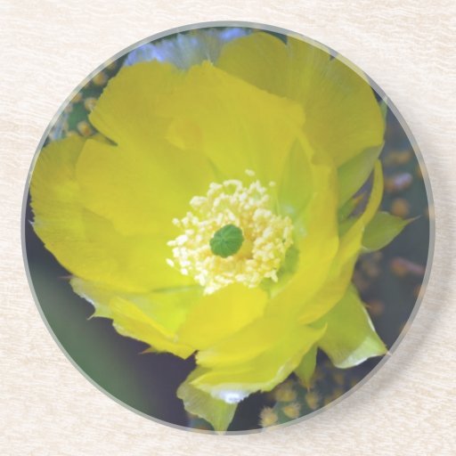Yellow cactus flower and meaning coaster