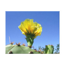 Yellow cactus flower canvas print