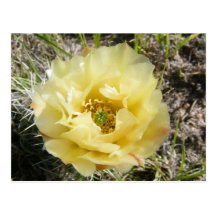 Yellow Cactus Flower Postcards