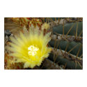 Yellow Cactus Flower Poster posters