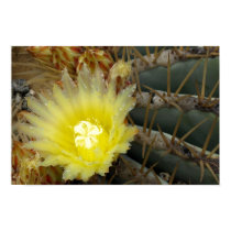 Yellow Cactus Flower Poster posters