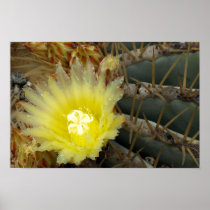 Yellow Cactus Flower Poster