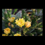 Yellow Cactus Flowers Poster posters