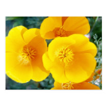 yellow California poppies in full bloom flowers postcards
