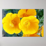 yellow California poppies in full bloom flowers Posters