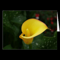 Yellow Calla. cards