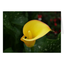 Yellow Calla. cards by vilhei Yellow Calla. cards
