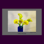 Yellow Calla Lillies
