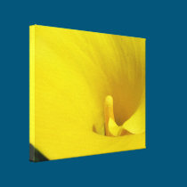 Yellow Calla Lily canvas prints