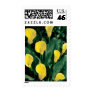 Yellow Calla Lily