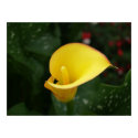 Yellow Calla. posters