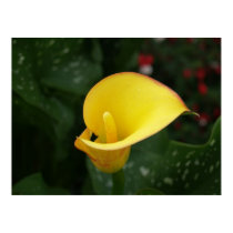 Yellow Calla. posters by vilhei Yellow Calla. posters