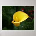 Yellow Calla. posters