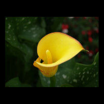 Yellow Calla. posters