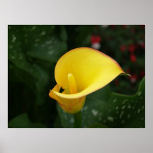 Yellow Calla. Poster