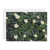 Yellow Canadian Anemone (Anemone Canadensis) Announcements