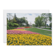 yellow Canadian Tulip Festival, Dow's Lake, Ottawa Custom Invitation