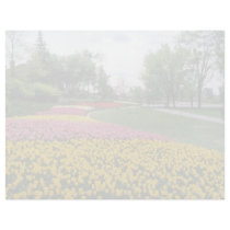 yellow Canadian Tulip Festival, Dow's Lake, Ottawa Letterhead