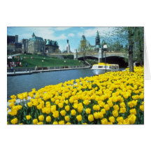 yellow Canadian Tulip Festival, Rideau Canal, Otta Greeting Cards