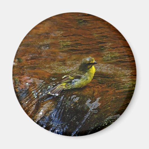 Yellow Canary bird bathing Magnet