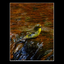 Yellow Canary bird bathing postcards