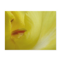 Yellow Canna flower postcard