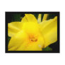 Yellow canna lily flower postcard
