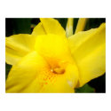 Yellow canna lily flower  poster posters