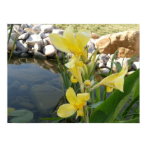 Yellow Canna Lily Flower Poster Print posters