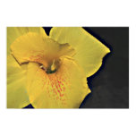 Yellow Canna Lily on Canvas Print Yellow Canna Lily on Canvas Print