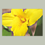 Yellow Canna Lily on Canvas, Version B Print