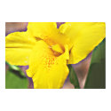 Yellow Canna Lily on Canvas, Version B Print