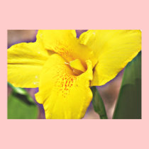 Yellow Canna Lily on Canvas, Version B Print posters