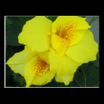 Yellow Cannas Canna Lilies Flower Photo postcards