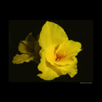 Yellow Cannas Canna Lilies Flower Photo posters