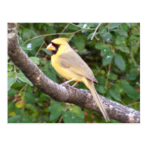 Yellow Cardinal postcards
