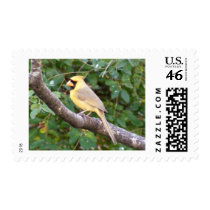 Yellow Cardinal stamps