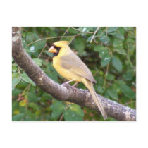 Yellow Cardinal postcards