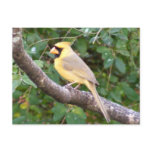 Yellow Cardinal postcards