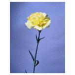 Yellow carnation flyer design