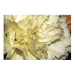 Yellow Carnation on Canvas Print