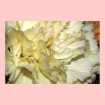 Yellow Carnation on Canvas Print posters