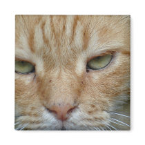 Yellow Cat Magnet