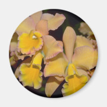 yellow Cattleya flowers Magnet