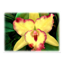 Yellow Cattleya Orchid with Red Ruffles posters by OrchidArt Yellow Cattleya Orchid with Red Ruffles posters